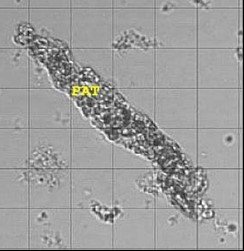 sedimax cylindres
