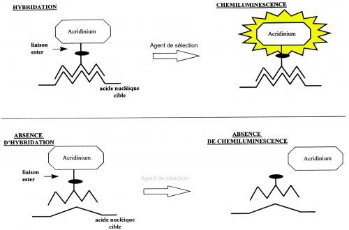 HPA Hybridization Protect Assay