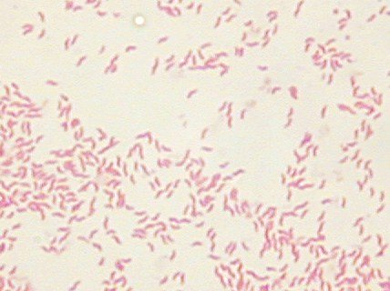 Gram de campylobacter