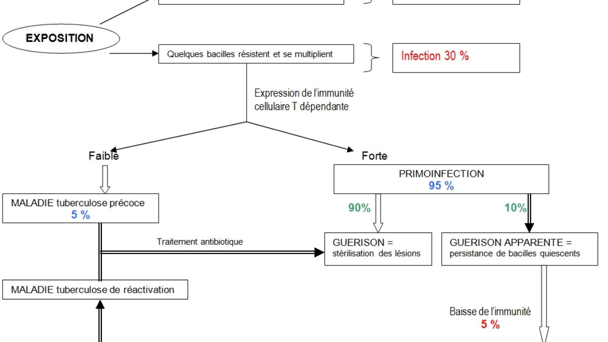 La tuberculose - microbiologiemedicale.fr