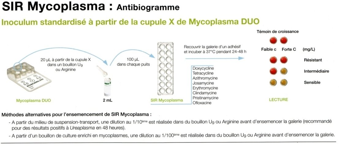 SIR Mycoplasma