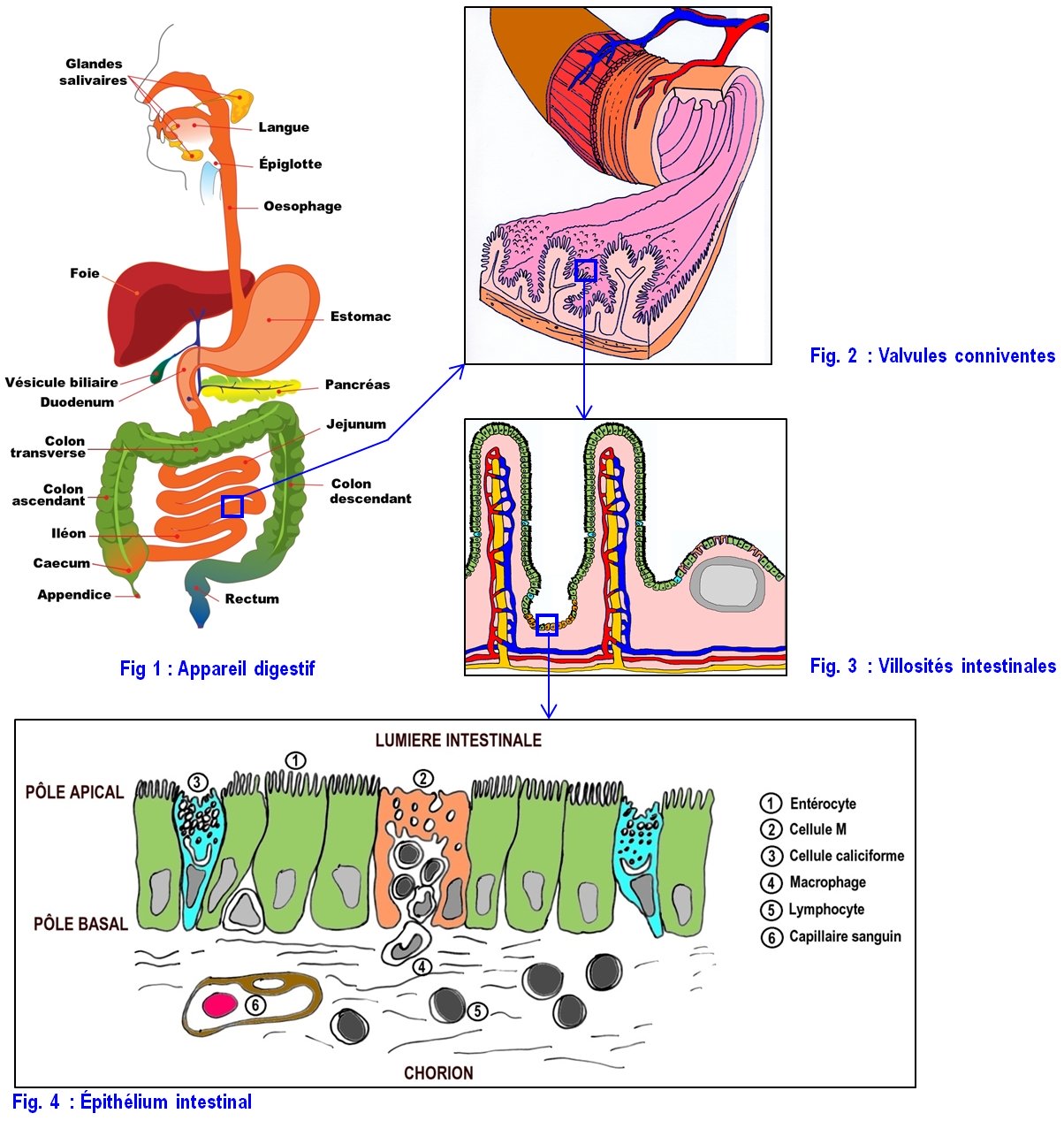 https://microbiologiemedicale.fr/wp-content/uploads/2016/08/anatomie-histologie-appareil-digestif-2.jpg
