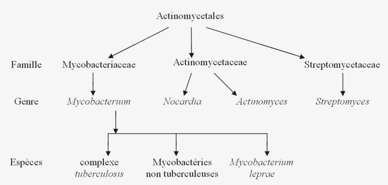 classification des mycobactéries
