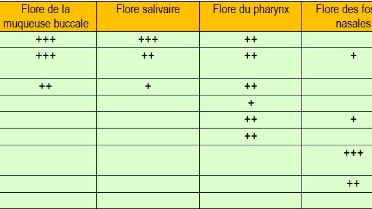 flore transitoire et commensale flore transitoire et commensale