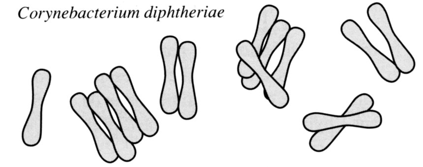 schéma corynbacterium diphtheriae