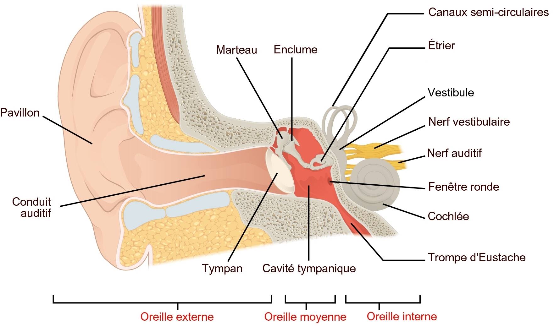 Fonctionnement oreille, rôle et anatomie du système auditif humain