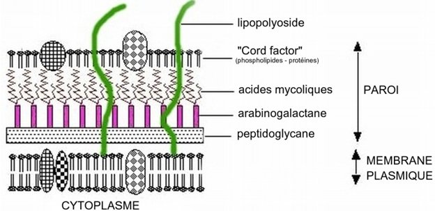structure de la paroi des mycobactéries