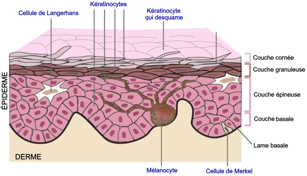 Anatomie fonctionnelle de la peau - microbiologiemedicale.fr