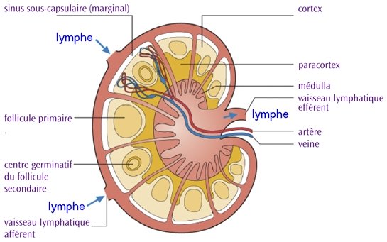 ganglion lymphatique