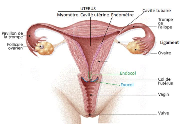 Généralités Sur Lappareil Génital Féminin Microbiologiemedicalefr 