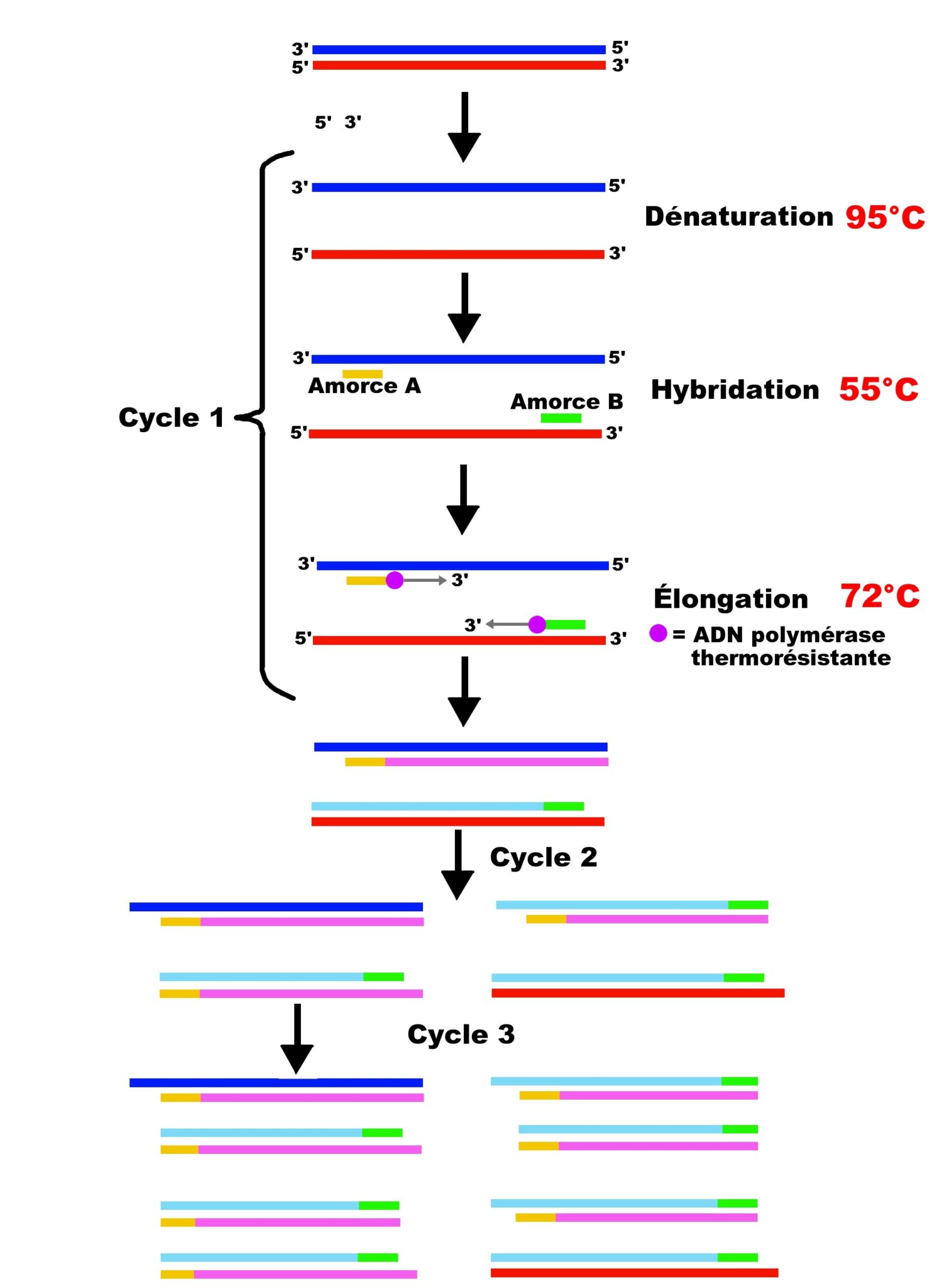 PCR amplification génique