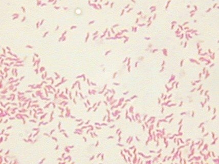 Gram colonie Campylobacter