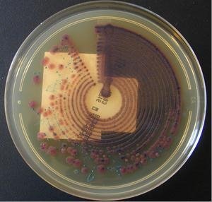 ECBU ensemenceur à spirale enterococcus escherichia