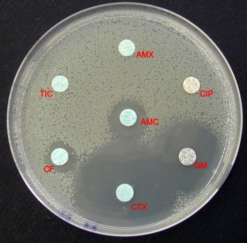 antibiogramme coli