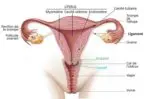 appareil genital feminin