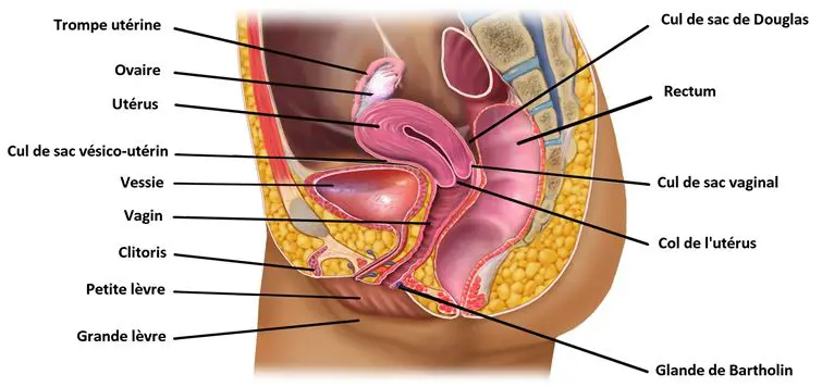 appareil génital féminin