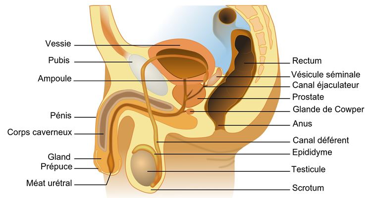 Anatomie et physiologie de l'appareil génital masculin