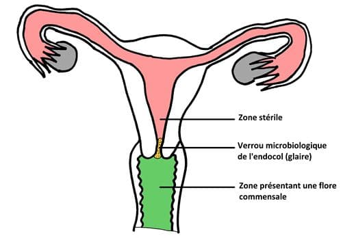 col utérus verrou microbiologique