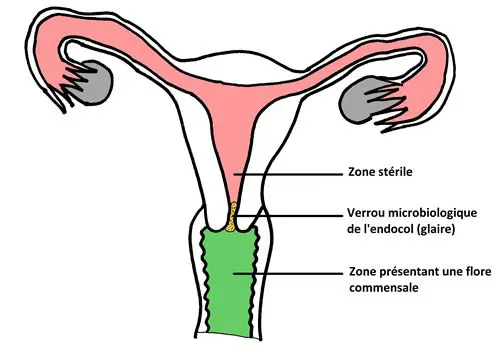 col utérus verrou microbiologique