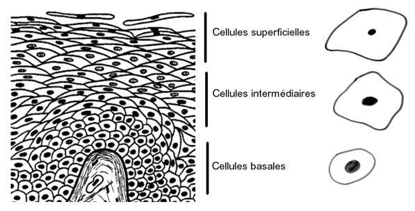 cellules vaginales pavimenteuses intermédiaires basales