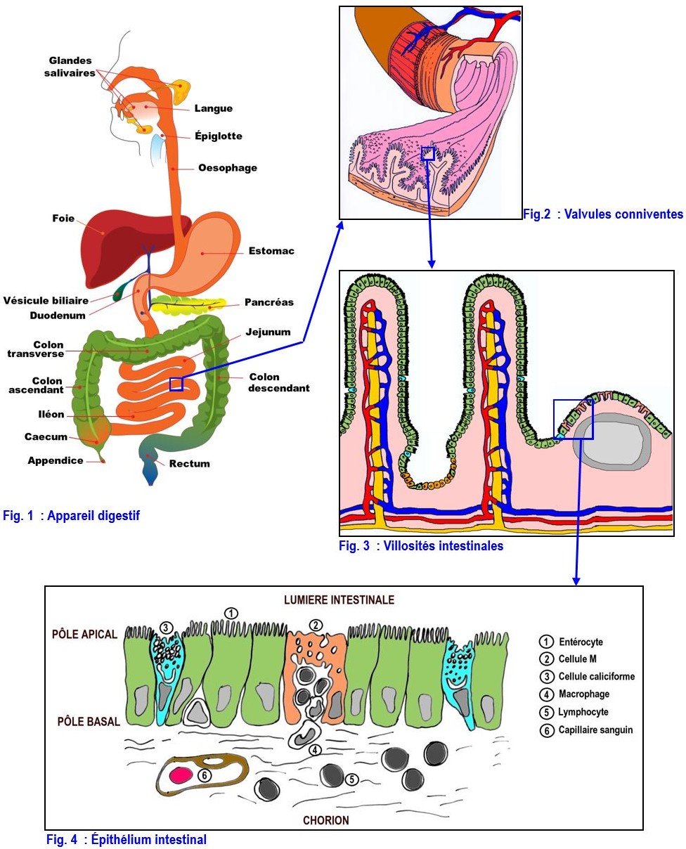 anatomie histologie appareil digestif