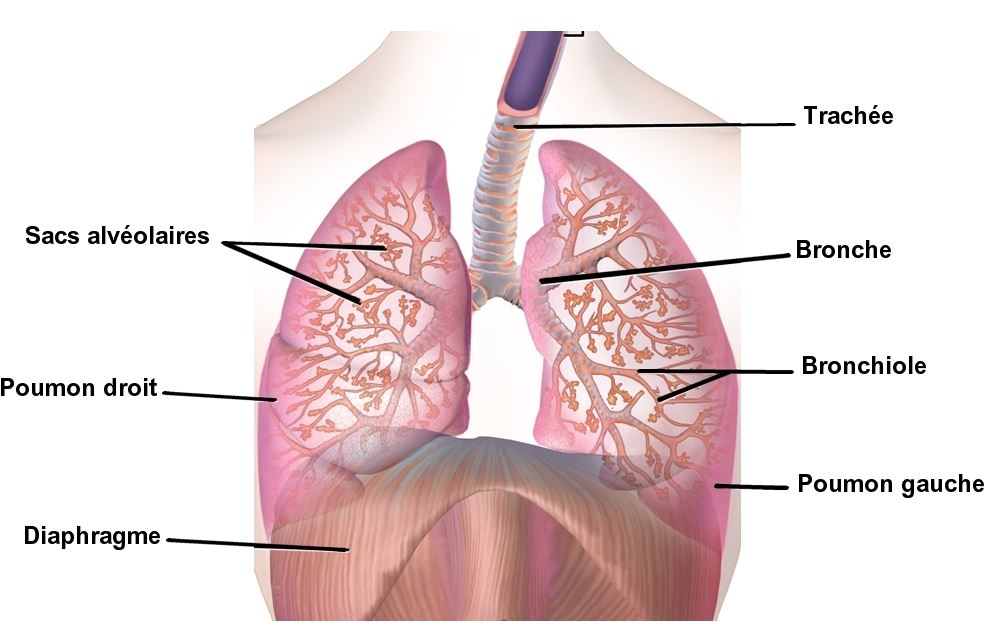 Anatomie de l'appareil respiratoire - Cours soignants