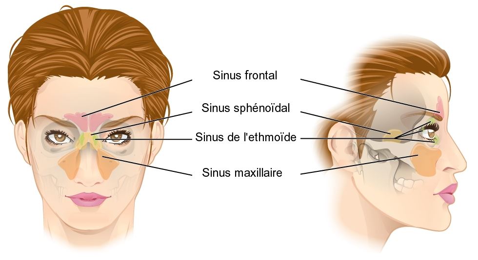 Anatomie et physiologie des fosses nasales et des sinus