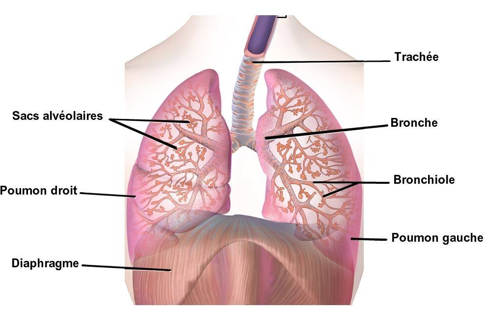 Poumons : tout sur ces structures du système respiratoire