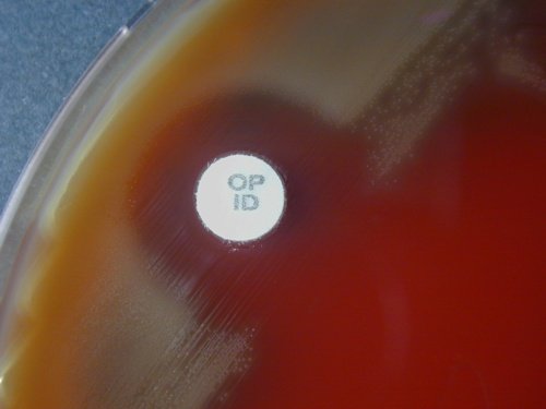 gelose au sang streptococcus pneumoniae optochine