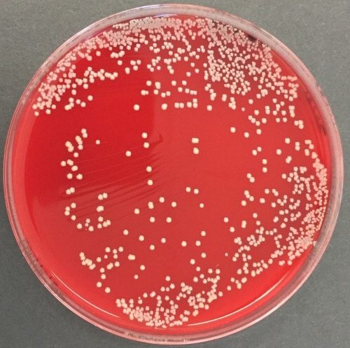 gelose au sang Staphylococcus aureus