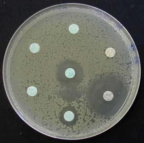Antibiogramme Gélose Mueller-Hinton Escherichia coli BLSE