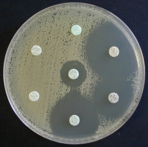 Antibiogramme Gélose Mueller Hinton Klebsiella oxytoca pénicillinase haut niveau