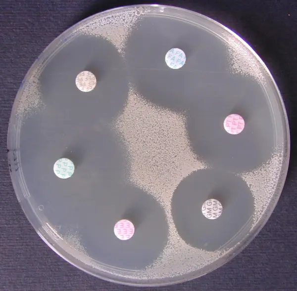 Antibiogramme Gélose Mueller-Hinton Staphylococcus aureus