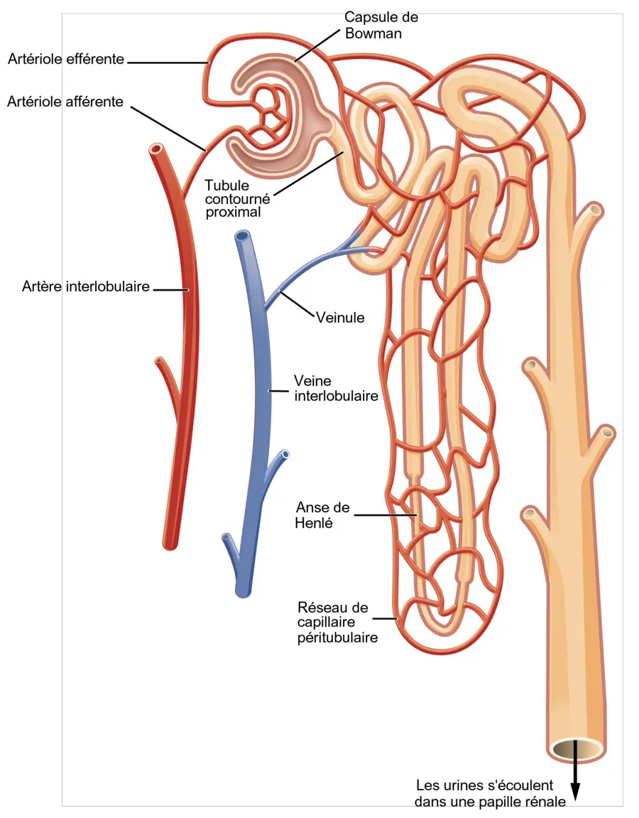 Anatomie fonctionnelle de l'appareil urinaire 