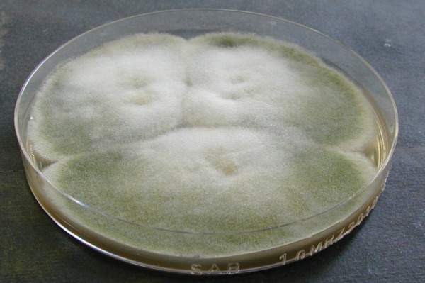 Aspergillus nidulans Sabouraud