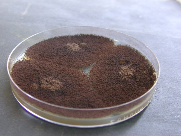 Aspergillus niger Sabouraud