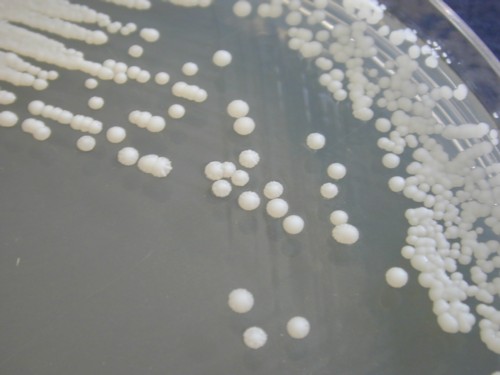 Candida tropicalis Sabouraud