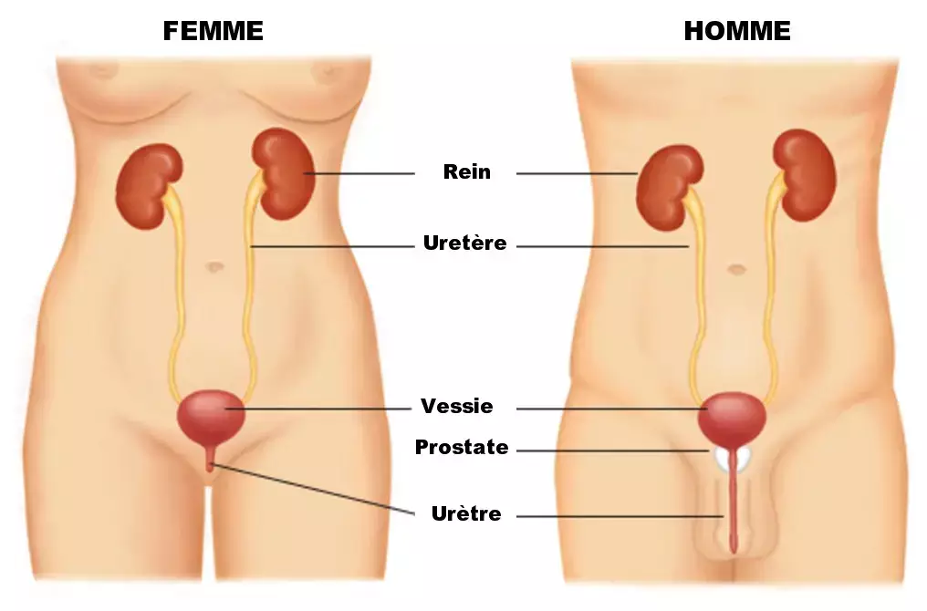 Anatomie fonctionnelle de l'appareil urinaire -