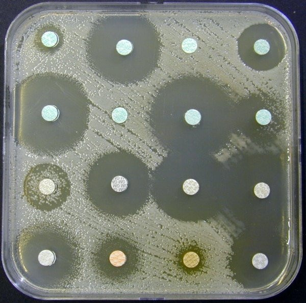 antibiogramme Serratia marcescens